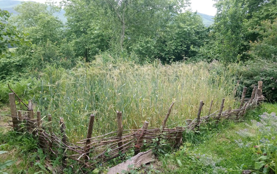Essai de culture de blé ancien sur une petite surface. Le blé fait 1,70 m de haut. Il est entouré d'un plessis, c'est à dir d'une cloture en branche entrelacées sur des piquets