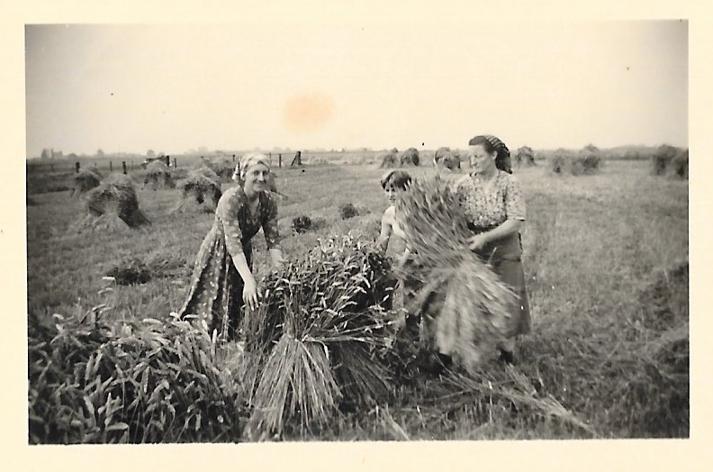 femmes liant des gerbes de blé. Photo du début du XX° siècle
