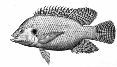 Poisson du lac de Tiberiade. Gravure de 1898